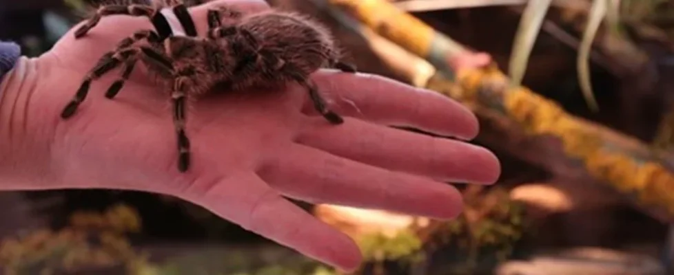 tarantula ısırması